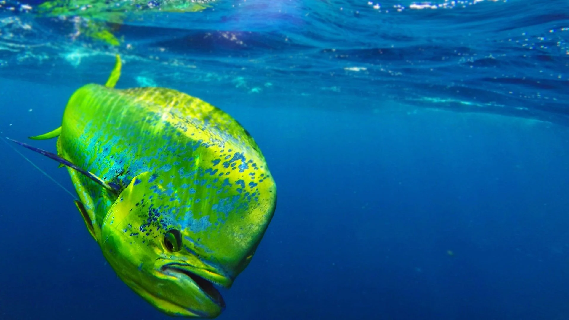 Reef Fishing Australia