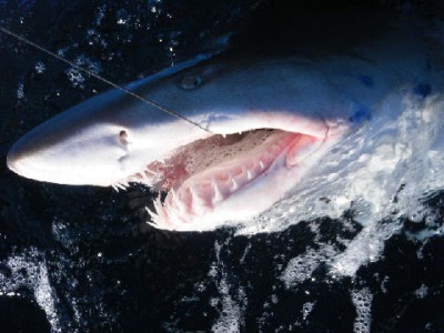 Gold coast shark fishing charters