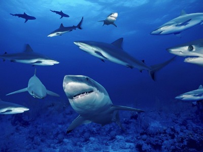 Shark fishing charters gold coast