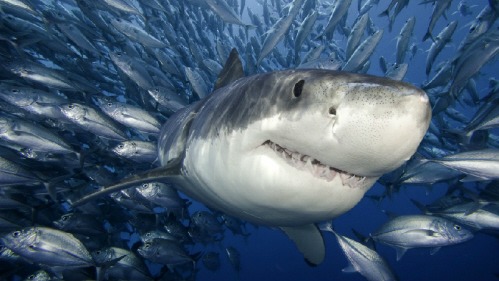 Gold coast Shark fishing charters queensland