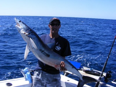 Mako sharks Gold coast