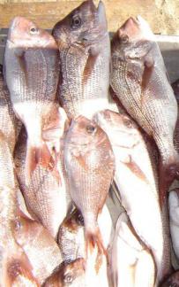 Snapper – Pearl Perch – Fishing Closure