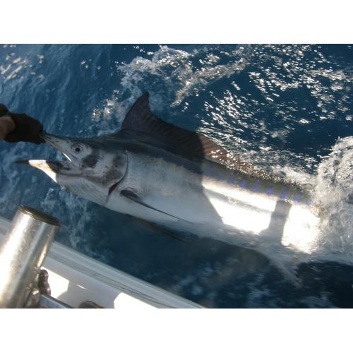 offshore trolling charters gold coast