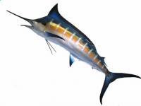 SetWidth200-Blue-Marlin