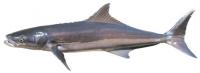 SetWidth200-Cobia