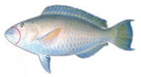 SetWidth200-Parrotfish-Pacific-longnose-500