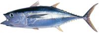 SetWidth200-Yellowfish-Tuna