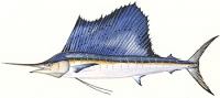 SetWidth200-sailfish
