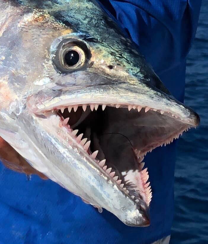 How to catch mackerel Gold coast