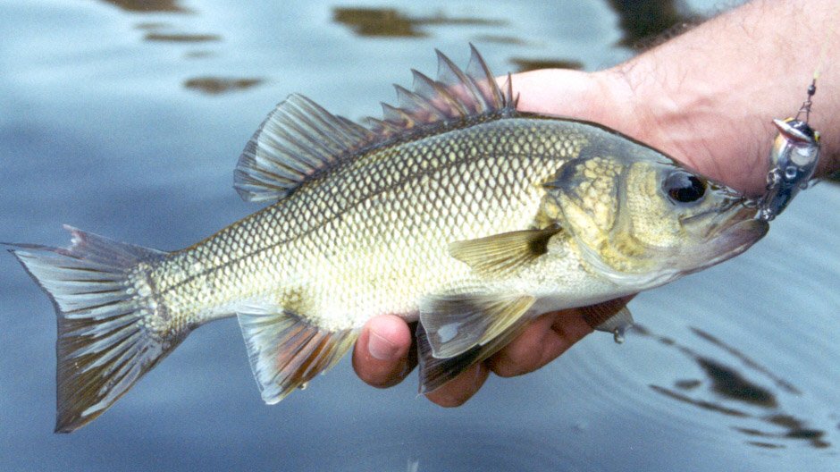 Freshwater Fishing – Gold Coast – Scenic Rim