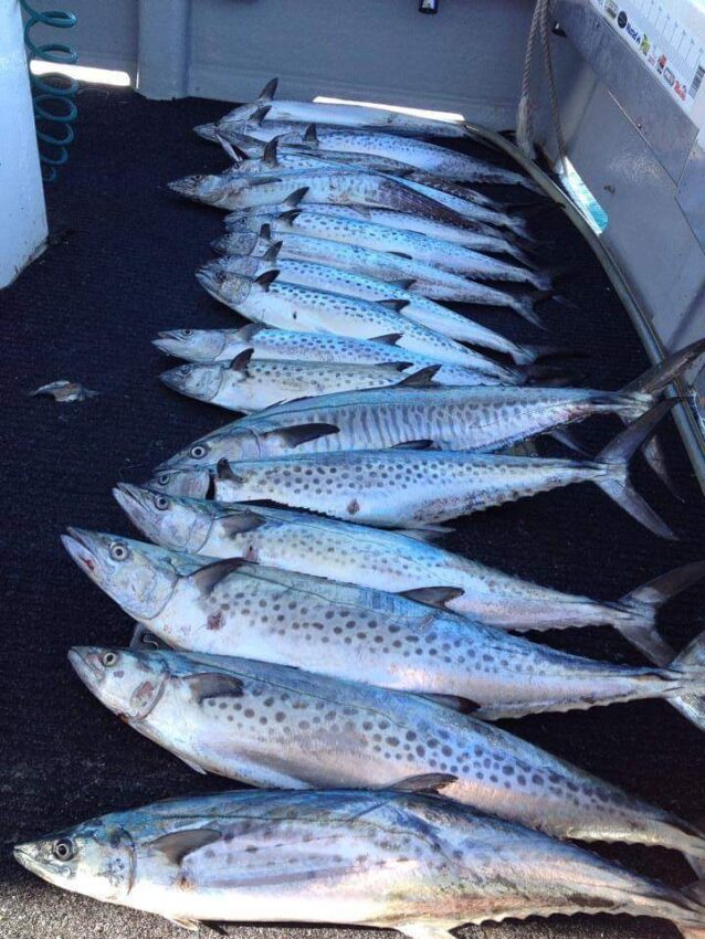 How to Catch Mackerel Gold Coast Gold Coast Fishing Charters