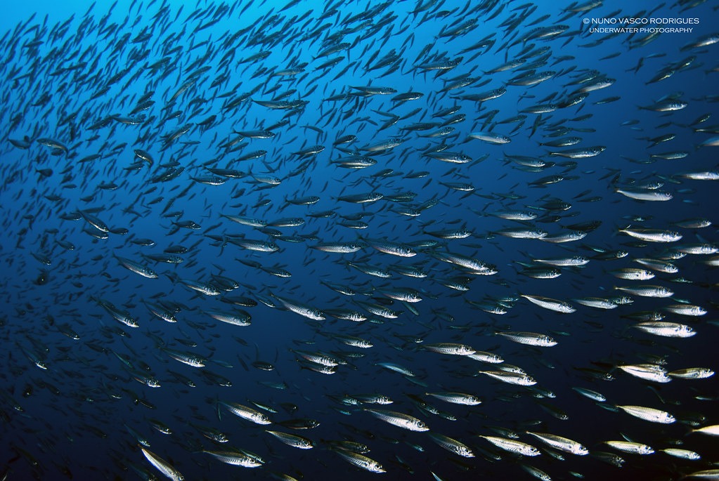 bait Gold Coast Fishing Charters