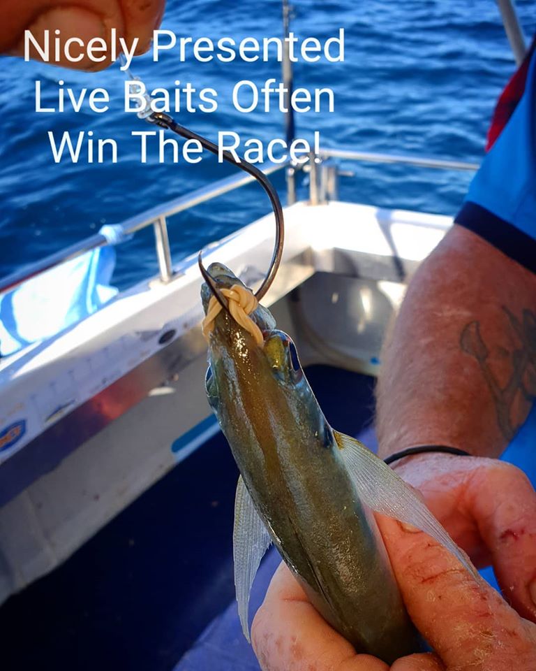 rigging live bait off the gold coast