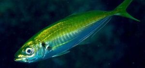yellowtail scad gold coast